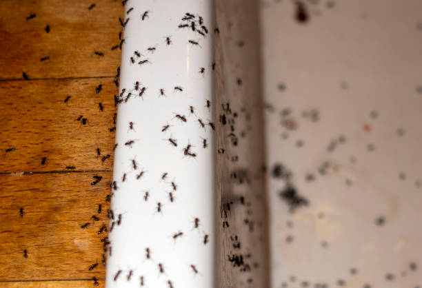 Best Best Pest Control Companies  in Valley Falls, SC