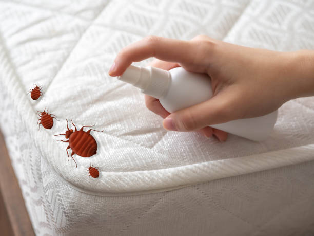Best Bed Bug Extermination  in Valley Falls, SC