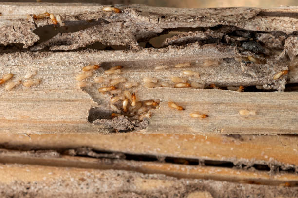 Best Pest Removal Services  in Valley Falls, SC