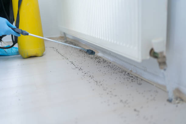 Best Best Pest Control Companies  in Valley Falls, SC